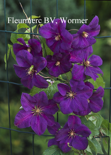 Clematis 'Perrin's Pride'