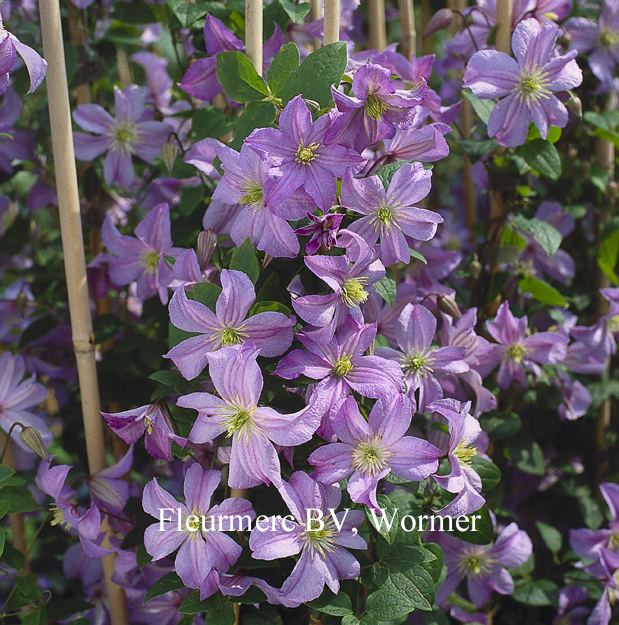 Clematis 'Prince Charles'