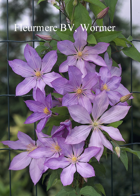 Clematis 'Proteus'