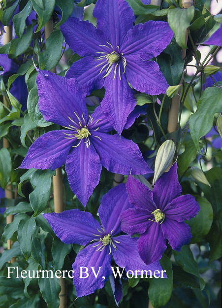 Clematis 'Rhapsody'