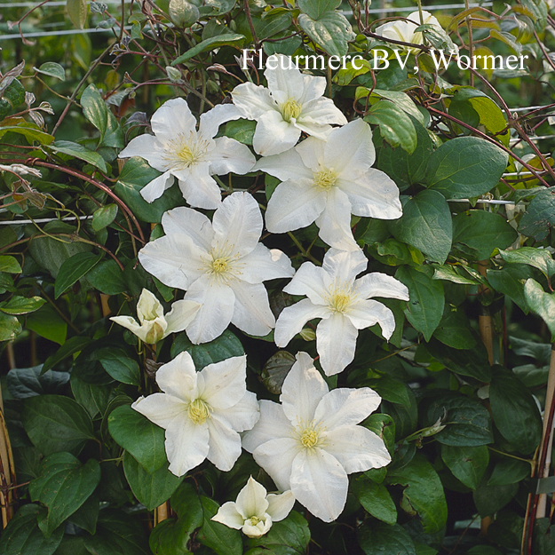 Clematis 'Sylvia Denny'