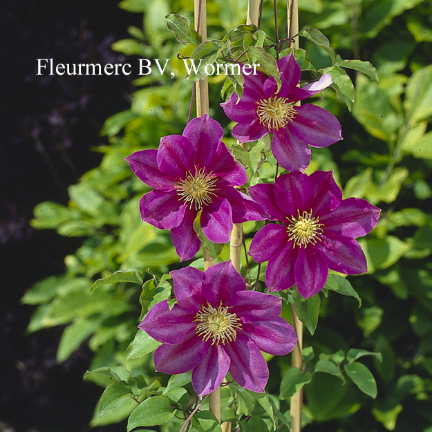 Clematis 'Poulvo' (VINO)