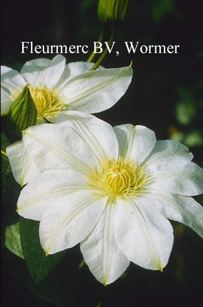 Clematis 'Manshuu Ki' (WADA'S PRIMROSE)