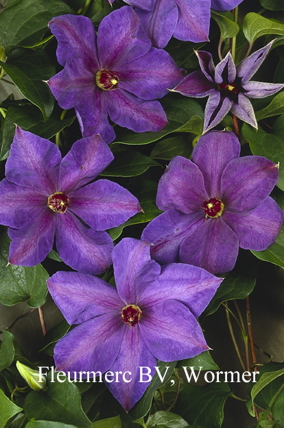 Clematis 'Xerxes'