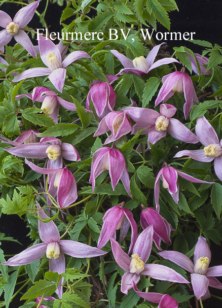 Clematis 'Rosy Pagoda'