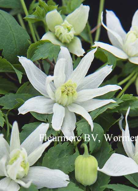 Clematis 'White Lady'