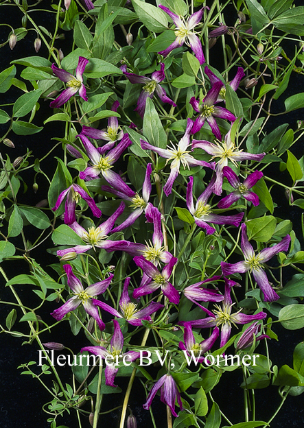 Clematis 'Triternata Rubromarginata'