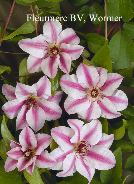 Clematis 'Souvenir du Capitaine Thuilloux'