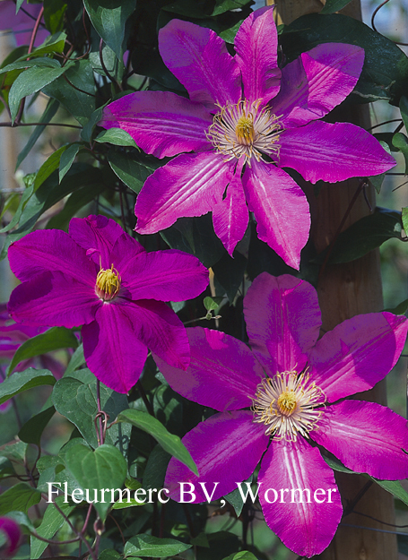 Clematis 'Dorothy Tolver'