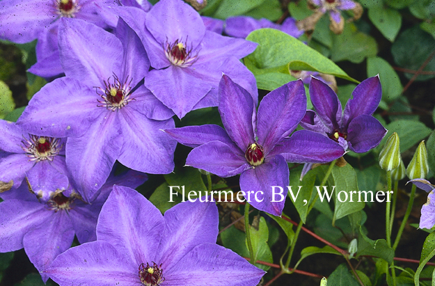 Clematis 'Elsa Spaeth'