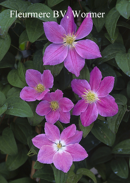 Clematis 'Hanaguruma'