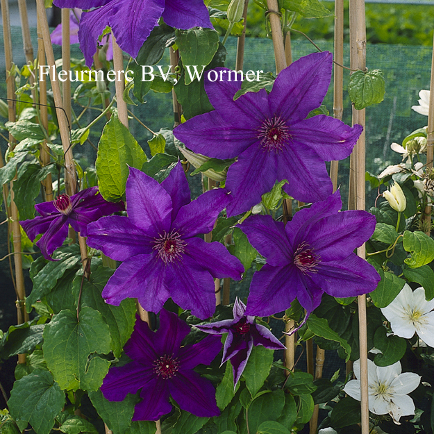 Clematis 'Kacper'