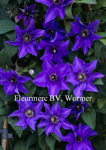 Clematis 'Koenigssohn'