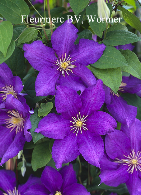 Clematis 'Luther Burbank'