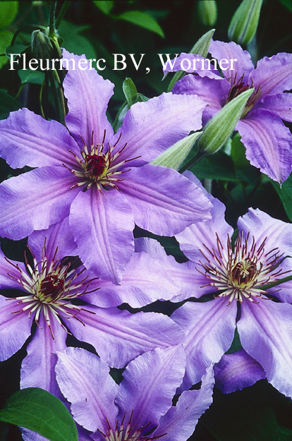 Clematis 'Masquerade'