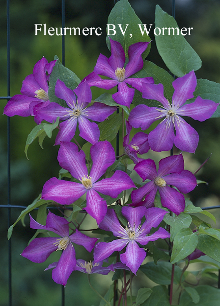 Clematis 'Nikolaj Rubtzov'