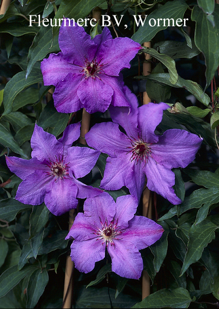 Clematis 'The First Lady'