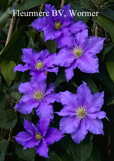 Clematis 'Will Goodwin'