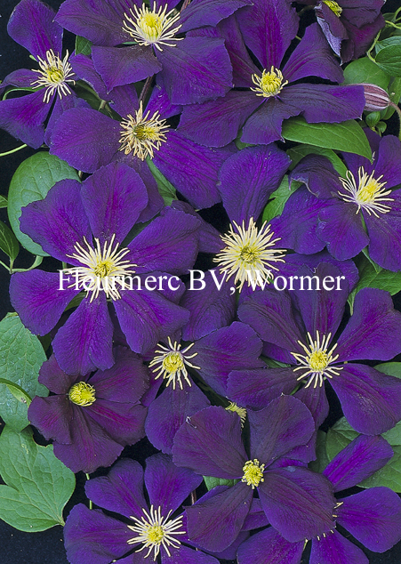 Clematis 'Blue Belle'