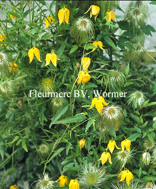 Clematis thibetana tangutica