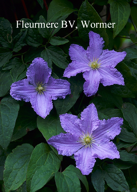 Clematis 'Blekitny Aniol' (BLUE ANGEL)