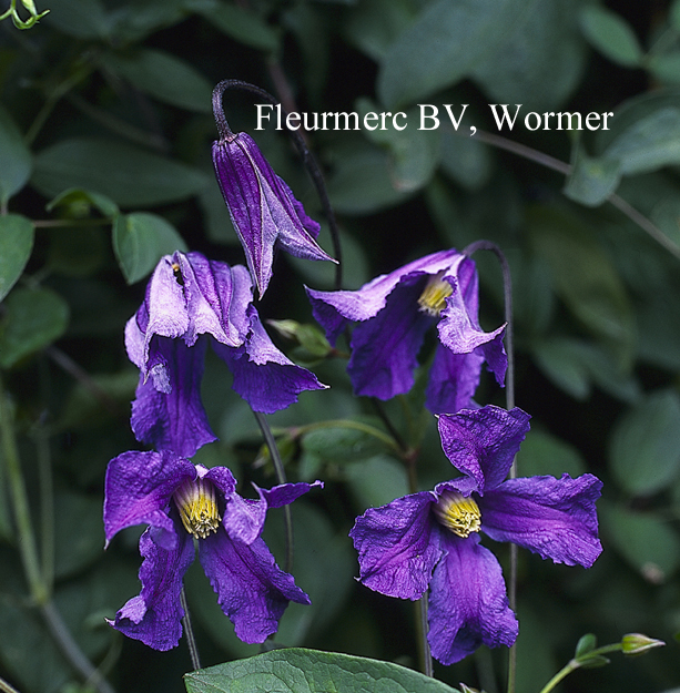 Clematis 'Blue Rain'