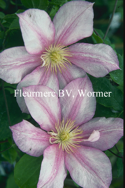 Clematis Caroline