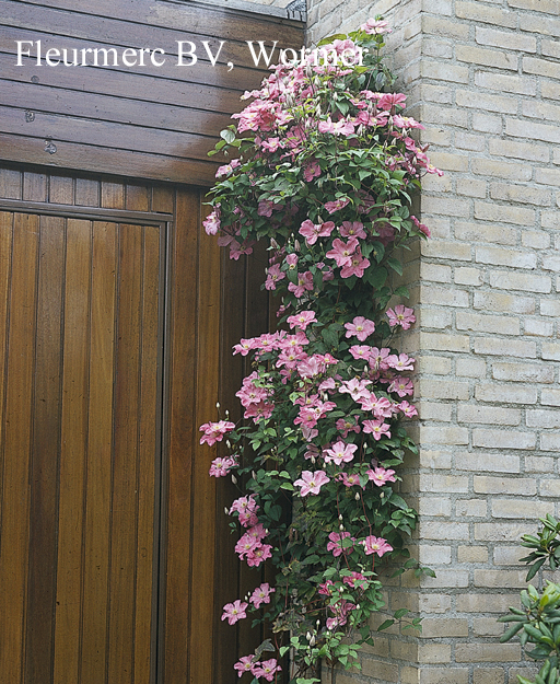 Clematis 'Comtesse de Bouchaud'