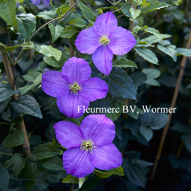 Clematis 'Dominika'