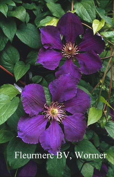 Clematis 'Gipsy Queen'