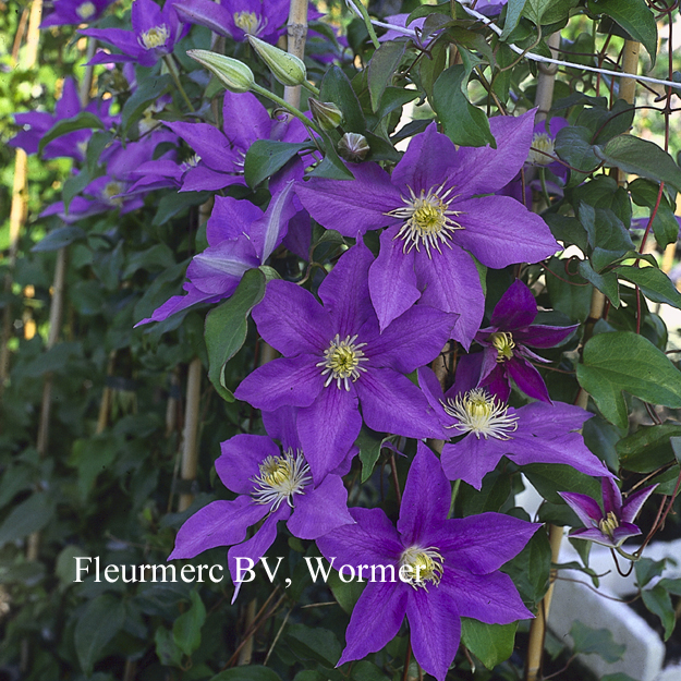 Clematis 'H.F. Young'