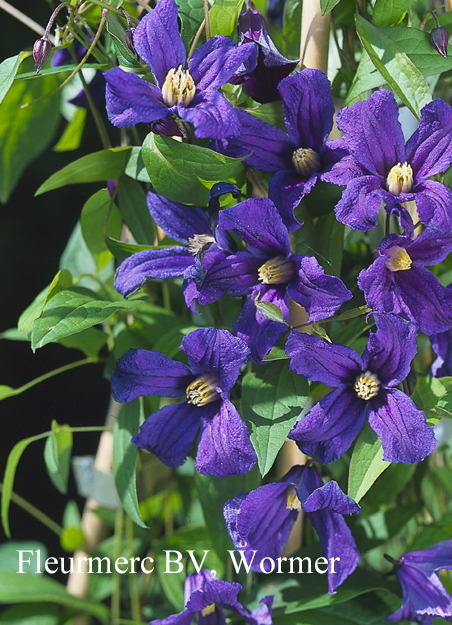 Clematis 'Hendersonii'