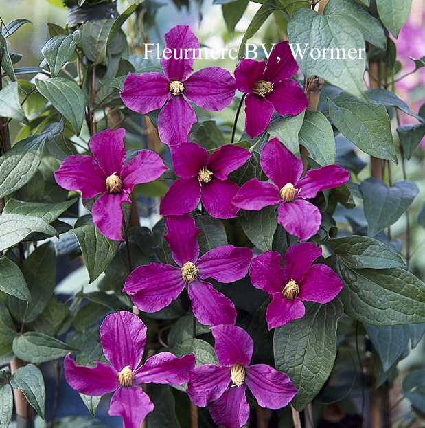 Clematis 'Zoin' (INSPIRATION)