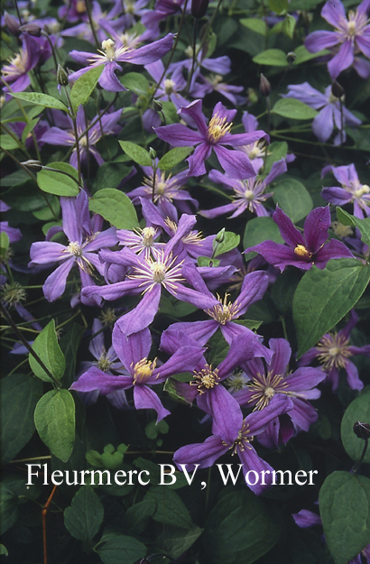 Clematis 'Arabella'