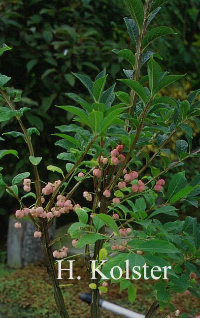 Euonymus phellomanus