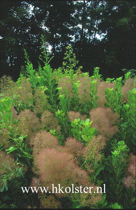 Cotinus coggygria 'Young Lady'