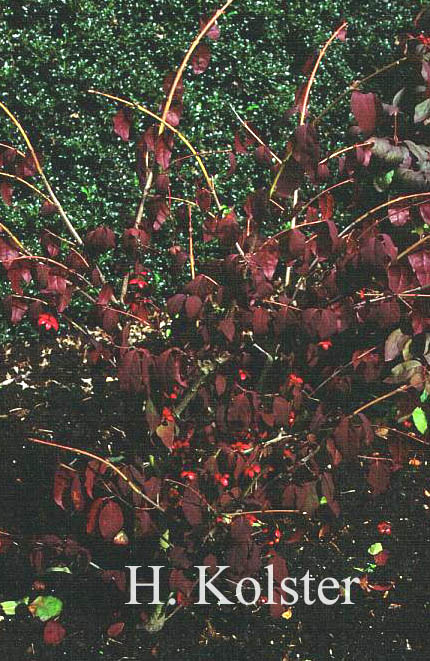 Euonymus oxyphyllus