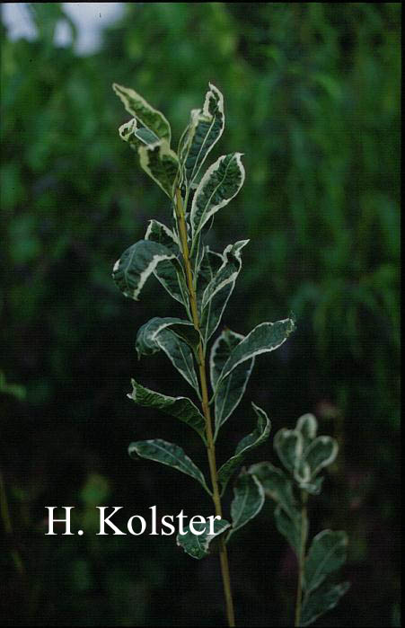 Euonymus phellomanus 'Silver Surprise'