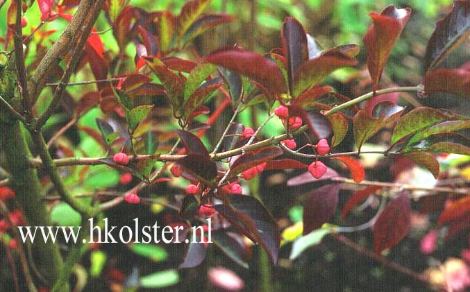 Euonymus hamiltonianus 'Indian Summer'