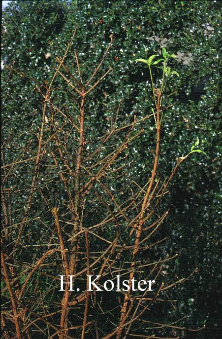 Euonymus verrucosus