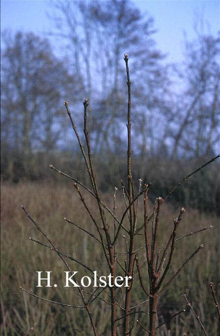 Euonymus verrucosus