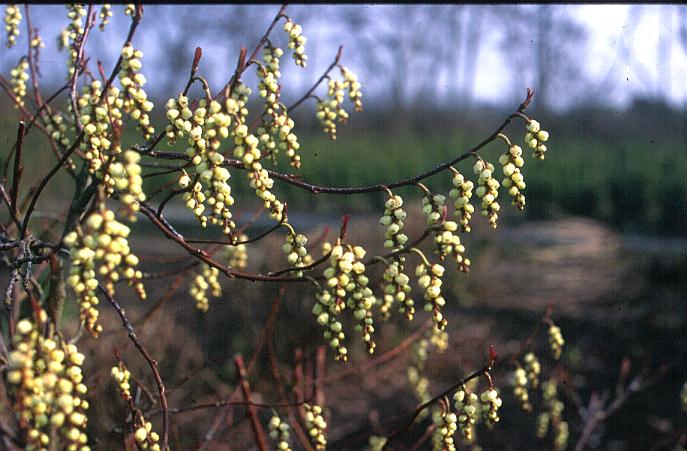 Stachyurus praecox