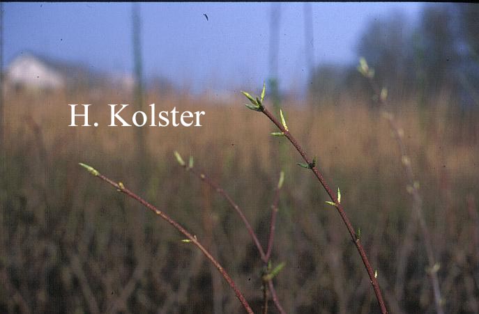 Euonymus pauciflorus