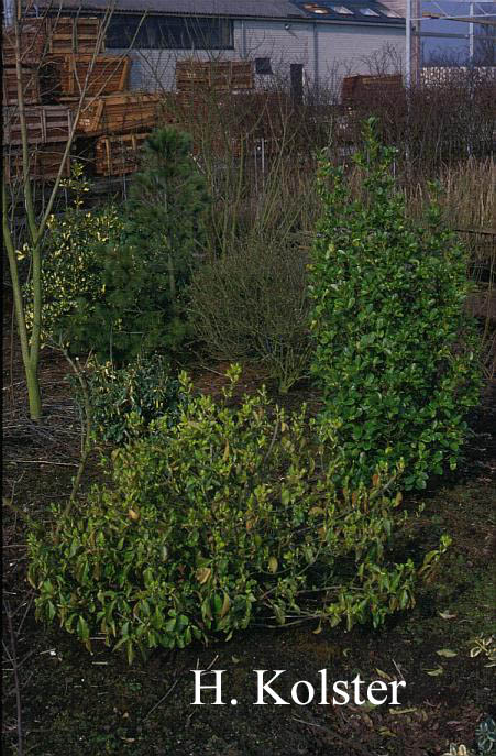 Euonymus japonicus 'Robustus'