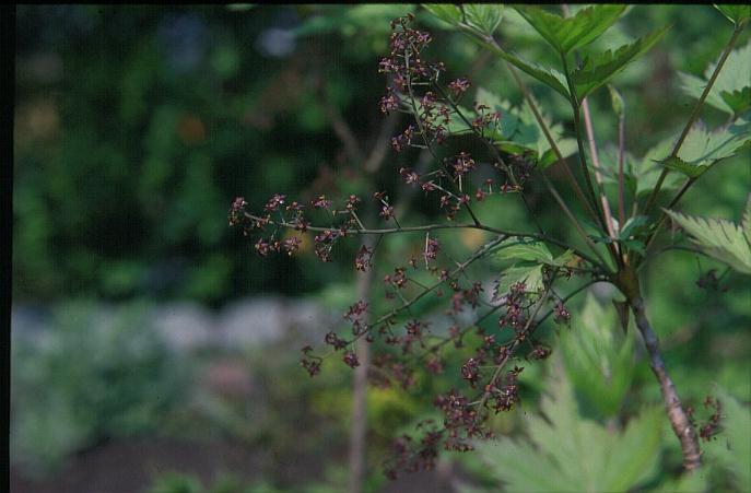 Xanthorhiza simplicissima