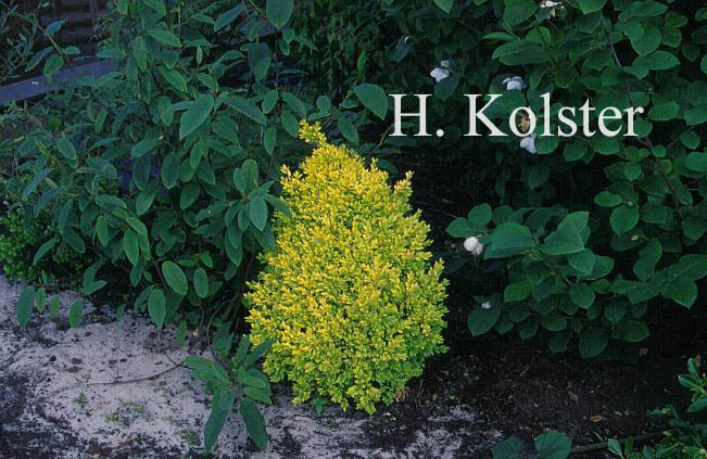 Buxus sempervirens 'King Midas'