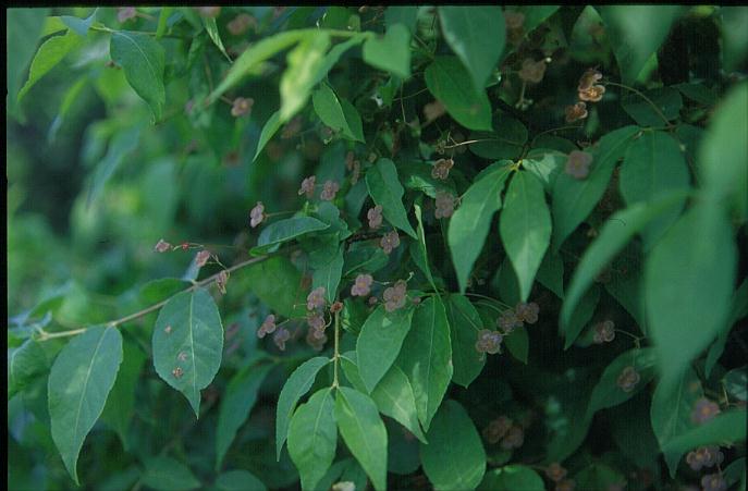 Euonymus verrucosus