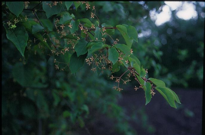 Euonymus sanguineus