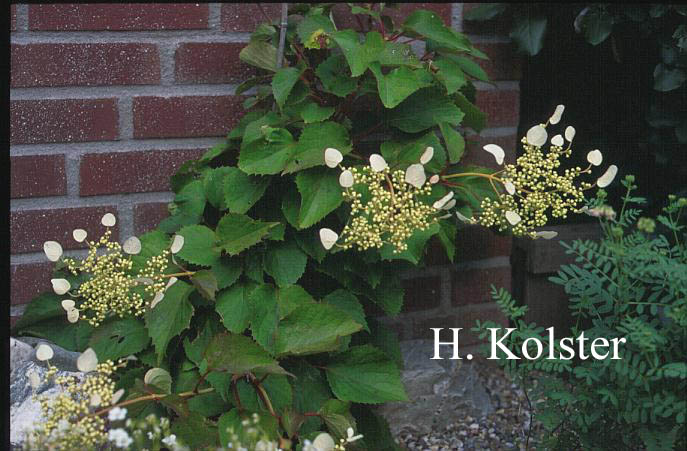 Schizophragma hydrangeoides 'Roseum'