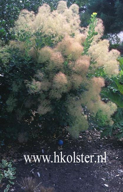 Cotinus coggygria 'Young Lady'